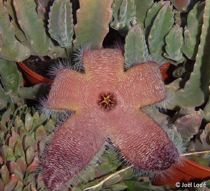 Stapelia grandiflora ©JLcoll.4160